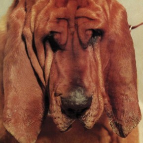 Ty Segall- Goodbye Bread Ty Segall- Goodbye Bread
